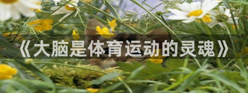 谈球吧体育：《大脑是体育运动的灵魂》